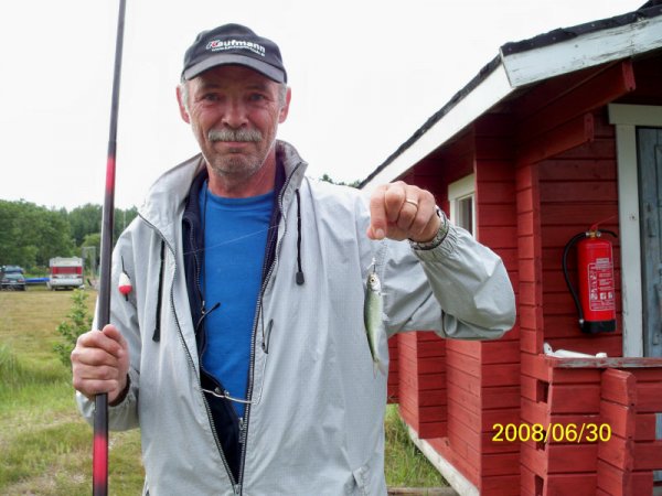 Massor av Siklöja.jpg Massor av Siklöja.jpg