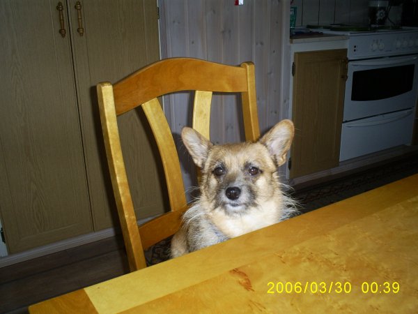 Maja väntar på kaffet.jpg Maja väntar på kaffet.jpg