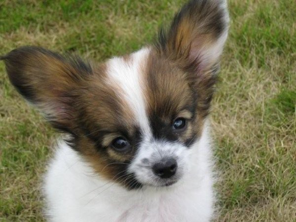 Mclaren V10.jpg Mclaren V10.jpg