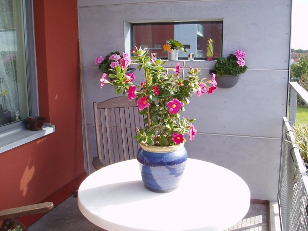 Spansk Blomma 001.jpg Spansk Blomma 001.jpg