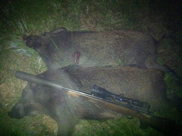 Räv o Grisvak Tornet vid bäcken 12-08-15 (3).JPG