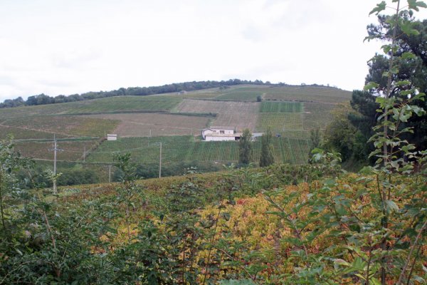 Fleurie8.jpg