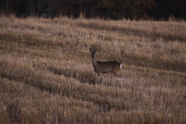 1-vv 015.JPG 1-vv 015.JPG