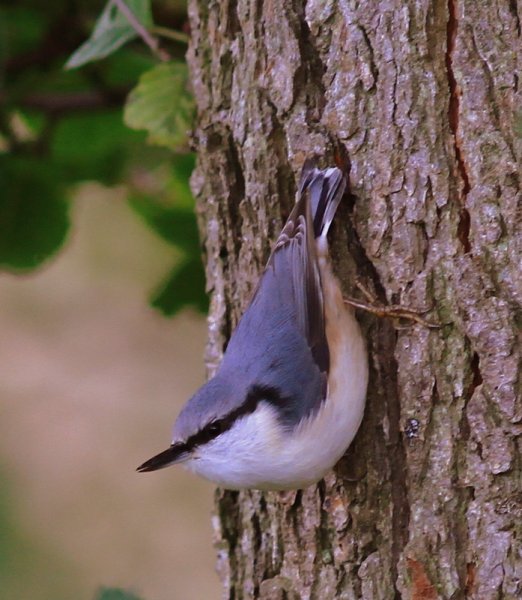 1-1-flyg1 036.JPG 1-1-flyg1 036.JPG