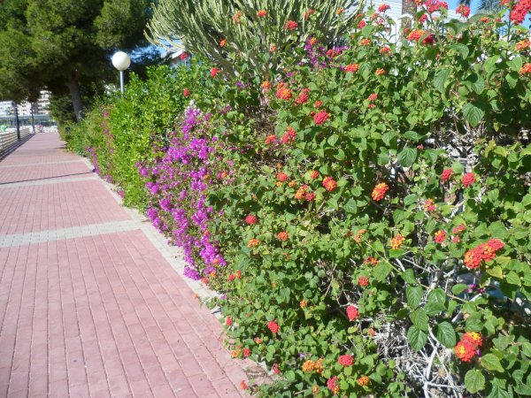 Blomning.JPG Blomning.JPG