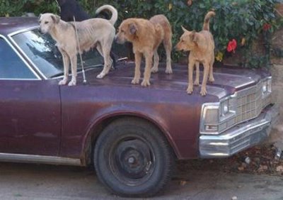Dog_Car_Alarm_System.jpg