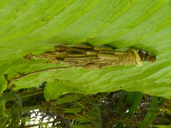 P1010414.jpg P1010414.jpg