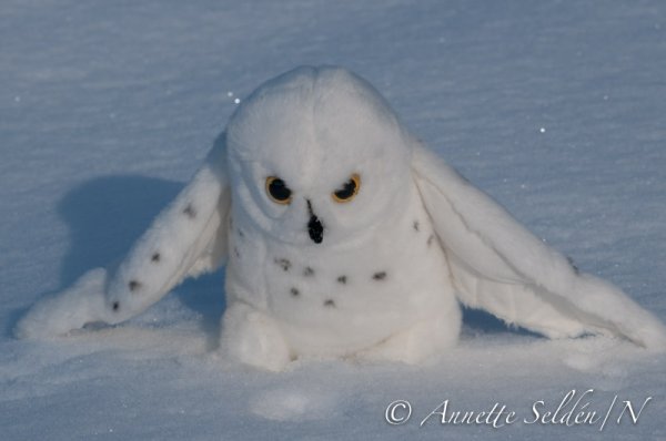 20100210.002.jpg 20100210.002.jpg