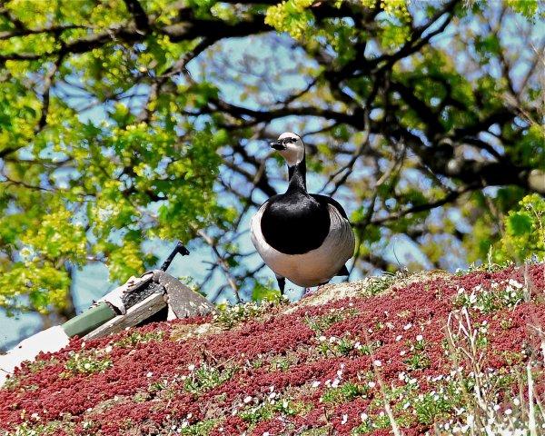 2009-05-02  SKANSEN 052.jpg