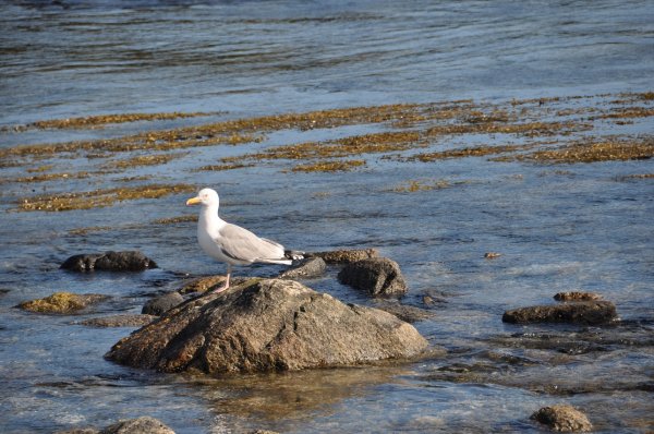 Ebb, Hamaröy.JPG