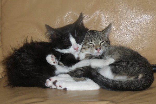 våfflan o lufsan kramas - web.JPG