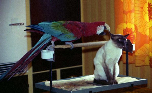 Öronvård (Large).jpg Öronvård (Large).jpg