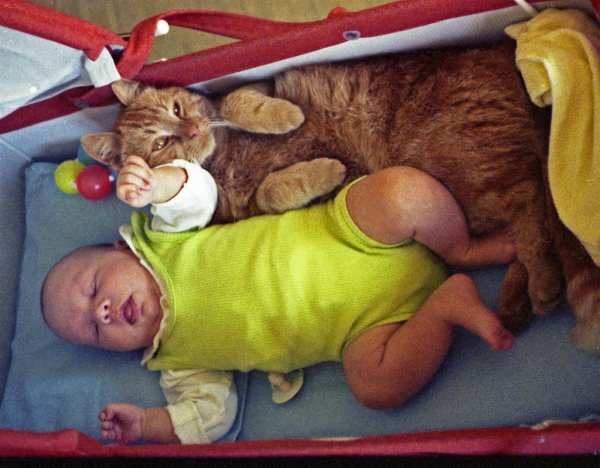 Vård troligen (Large).jpg Vård troligen (Large).jpg