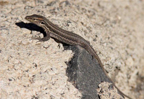 IMG_4812-01 (Large).jpg IMG_4812-01 (Large).jpg