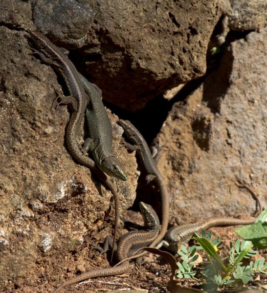 IMG_0479 (Large).jpg IMG_0479 (Large).jpg