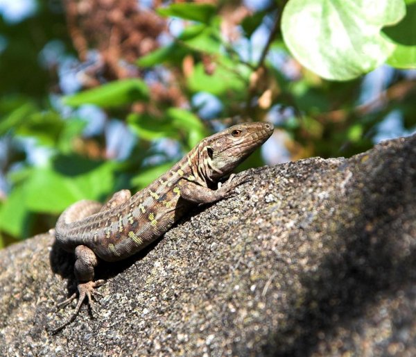 IMG_4917-01 (Large).jpg IMG_4917-01 (Large).jpg