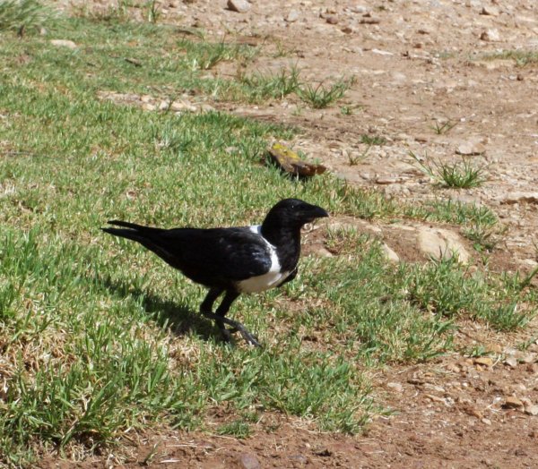 Pied Crow.jpg