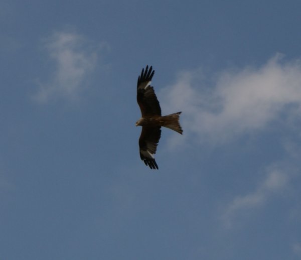 Anderssons juli 2010 004.jpg