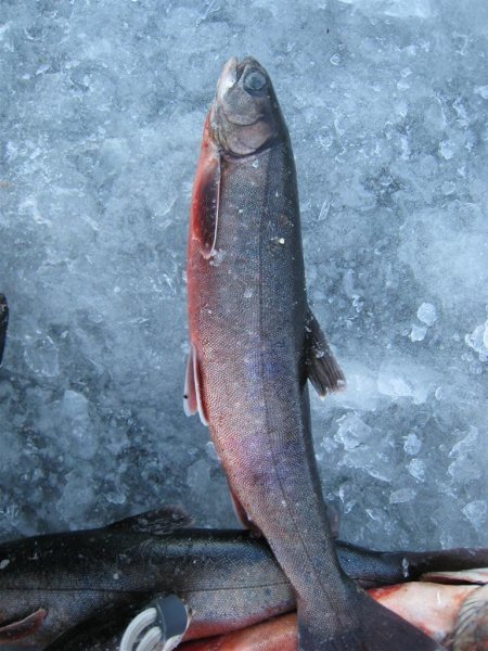 IMG_0400 (Large).JPG