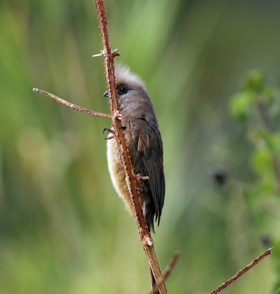 White-Backed-Mousebird.jpg