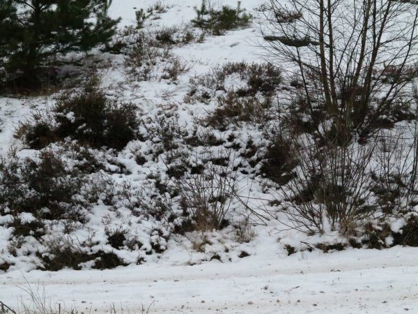 IMG_0063 II.jpg IMG_0063 II.jpg