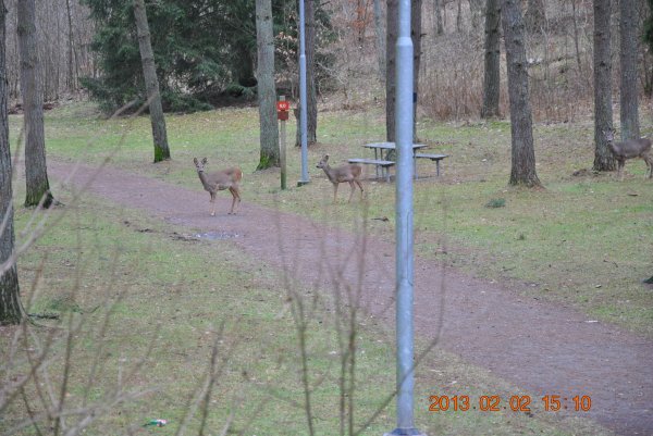 rådjur 002.JPG