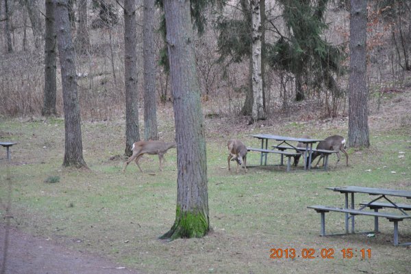 rådjur 008.JPG