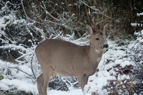 Råbock med ett horn.jpg