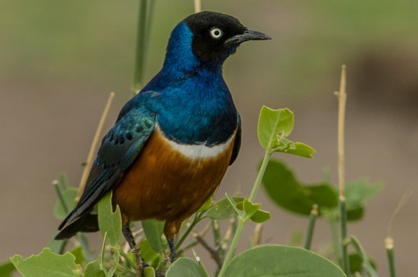 130203.064.jpg 130203.064.jpg