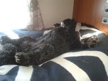 Kasper njuter i husbilen..jpg