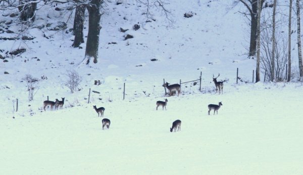 hjortar 117.JPG hjortar 117.JPG