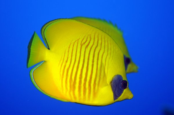 Butterflyfish.jpg