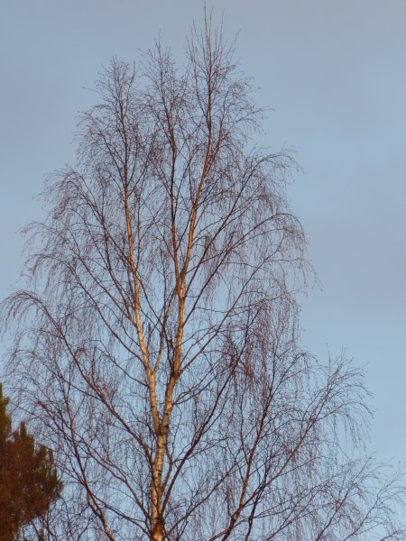 Panasonic FZ150 600 mm.JPG Panasonic FZ150 600 mm.JPG