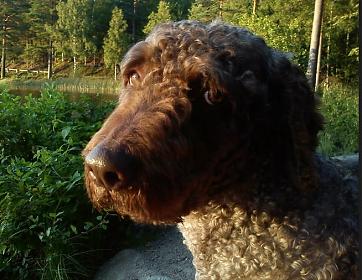 Skärmavbild 2013-02-08 kl. 17.52.03.jpg