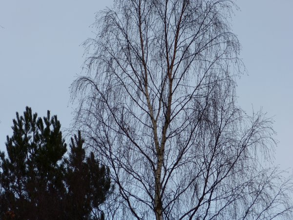 P1000154.JPG P1000154.JPG