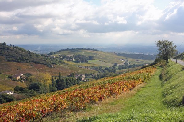 Fleurie1.jpg