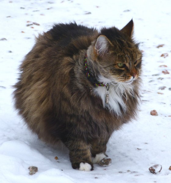 Lurven skarp.jpg Lurven skarp.jpg