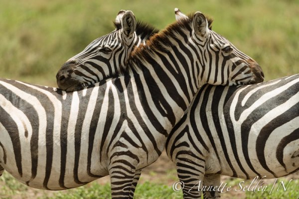 130209.2680.jpg 130209.2680.jpg