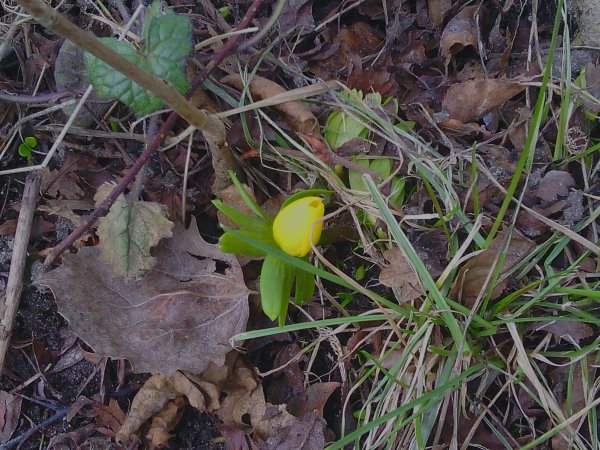 IMG_20130217_131830.jpg IMG_20130217_131830.jpg