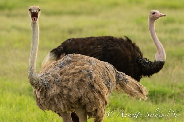 130203.250.jpg 130203.250.jpg