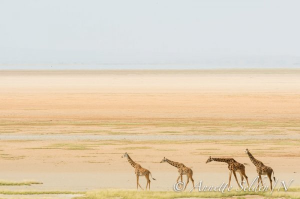 130205.934.jpg 130205.934.jpg