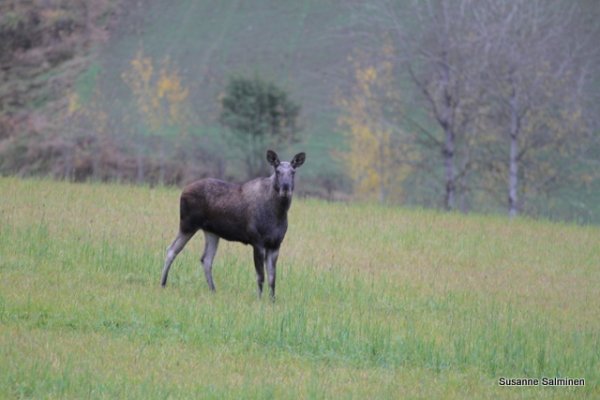 1-älg siringe 001.JPG