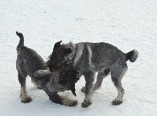 DSCN0599 - version 3.JPG