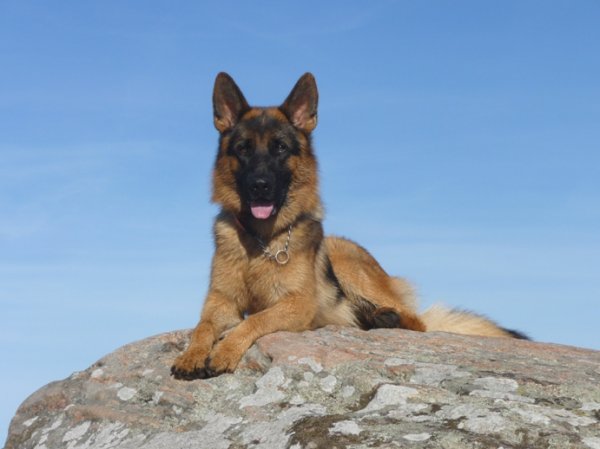 Zacco okt -10 008.JPG