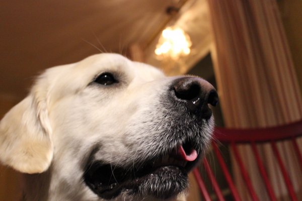 Hund söndag 001.JPG