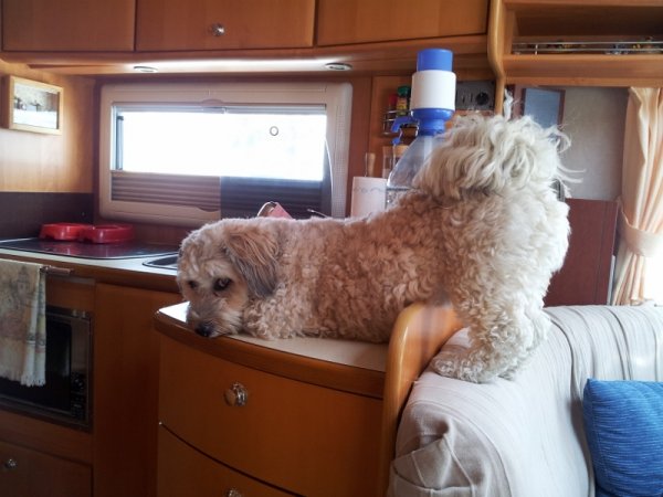 tigger (800x600).jpg