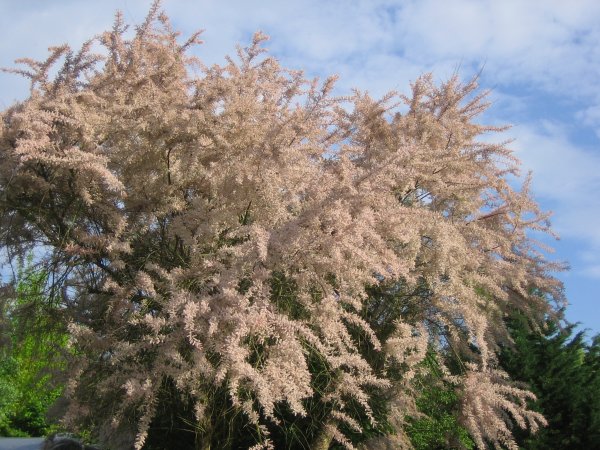 Vägen hem 2011 009.JPG