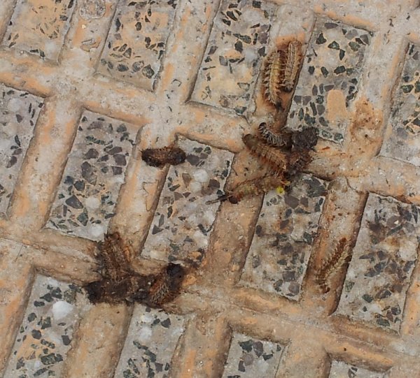 larver (800x722).jpg