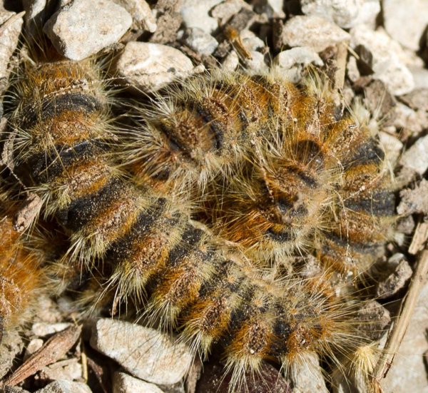 Processionsspinnarlarver 1.jpg