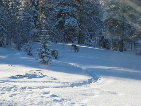 för hbk 008 (Large).jpg för hbk 008 (Large).jpg